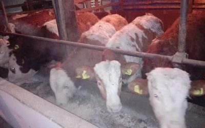 Savet Jelene Erdevički studentkinjama majkama da se radno angažuju na porodičnom poljoprivrednom gazdinstvu